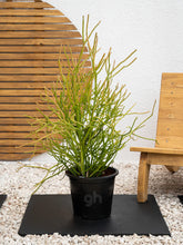 Pencil Cactus - A succulent plant with slender stems and small leaves, often grown as a houseplant